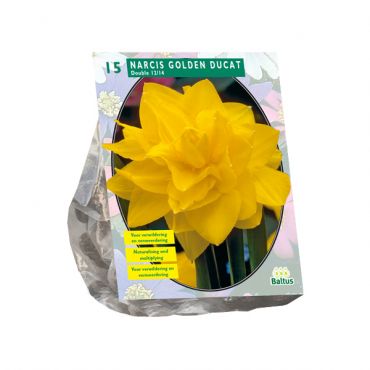 Narcis Golden Ducat
