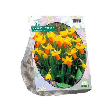 Narcis Mini Jetfire, Geel/Oranje