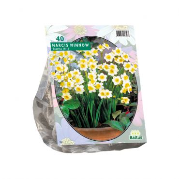 Narcis Mini Minnow