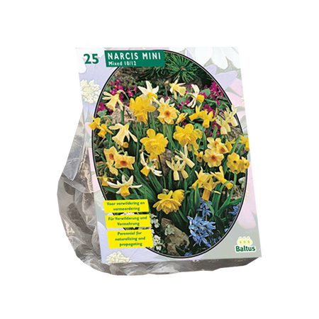 Narcis Mini Mix per 25