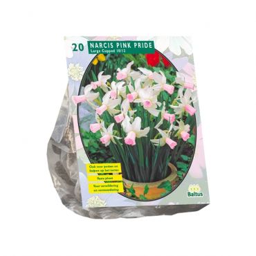 Narcis Mini Pink Pride