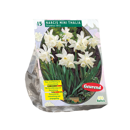 Narcis Mini Thalia per 15