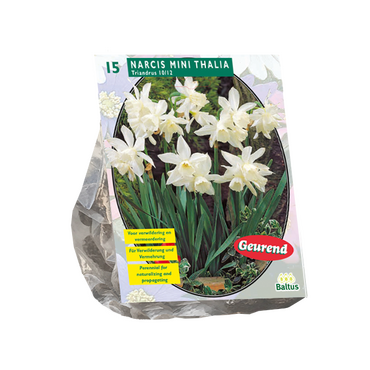 Narcis Mini Thalia per 15