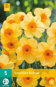 Narcissus Kedron