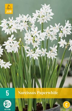 Narcissus Paperwhite