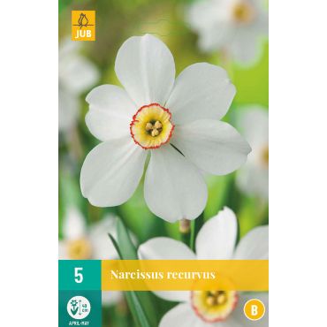 Narcissus recurvus