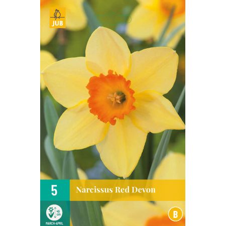 Narcissus Red Devon