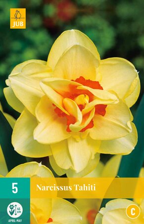 Narcissus Tahiti
