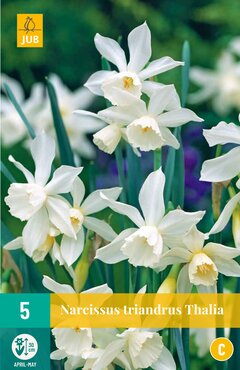 Narcissus triandrus Thalia