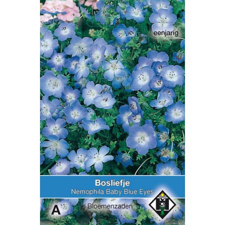 Nemophila menziesii Baby Blue Eyes - afbeelding 1