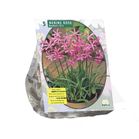 Nerine bowdenii roze 5st