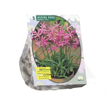 Nerine bowdenii roze 5st