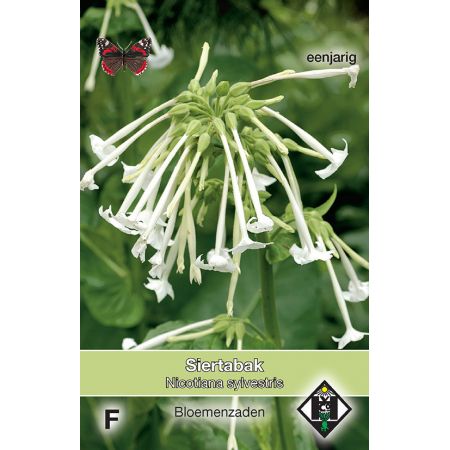 Nicotiana sylvestris - afbeelding 1