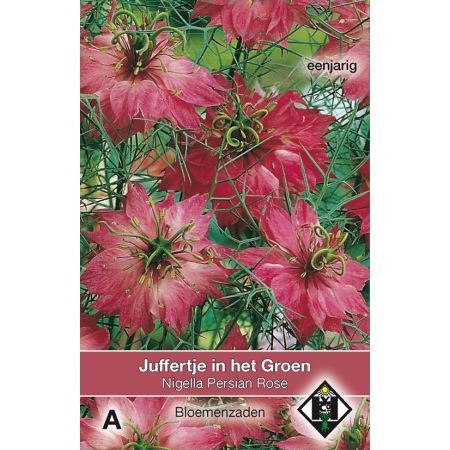 Nigella damascena Persian Rose - afbeelding 1