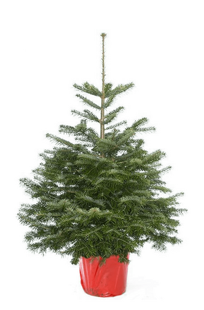 Nordmann kerstboom 100-125cm