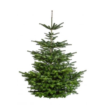 Nordmann kerstboom 175-200 cm