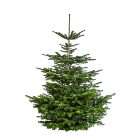 Nordmann kerstboom 225-250 cm