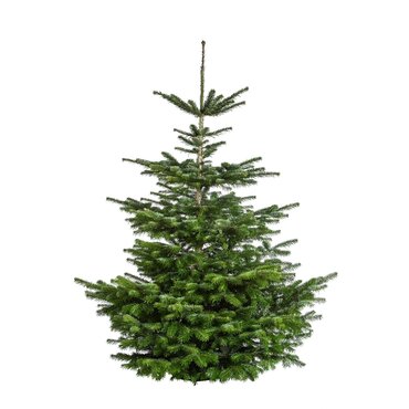 Nordmann kerstboom 250+ cm