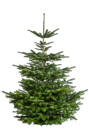 Nordmann kerstboom 400-450 cm