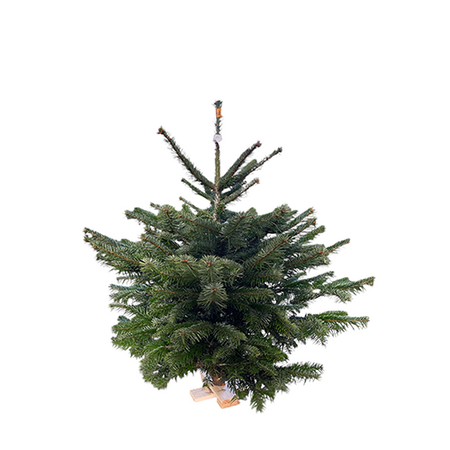 Nordmann kerstboom 80-100 cm