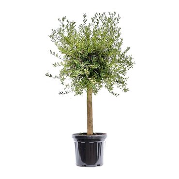 Olijfboom op stam 180-200 cm - afbeelding 1