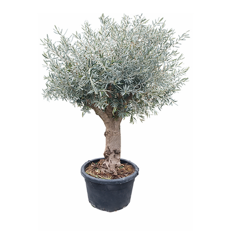Olijfboom op stam 180 cm - afbeelding 1