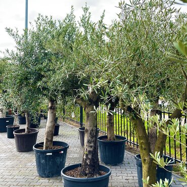 Olijfboom op stam 220 cm - afbeelding 3