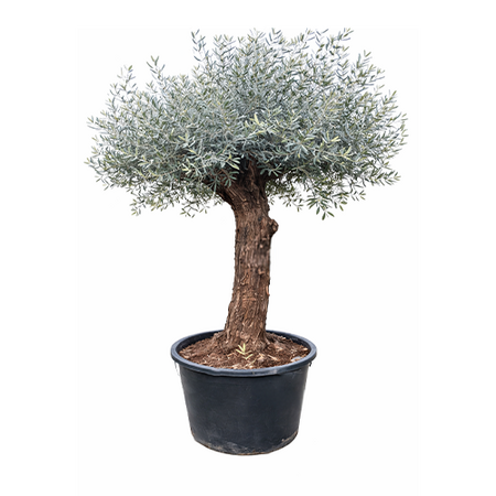 Olijfboom op stam 220 cm - afbeelding 1