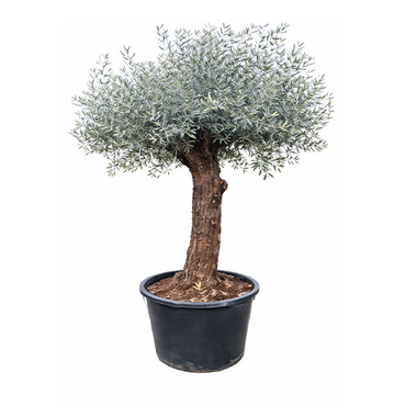 Olijfboom op stam 220 cm - afbeelding 1