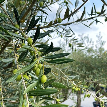 Olijfboom op stam 250 cm - afbeelding 2