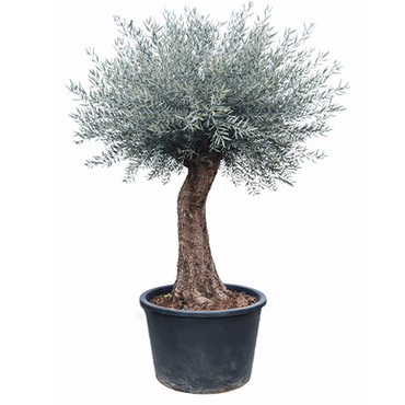 Olijfboom op stam 250 cm - afbeelding 1
