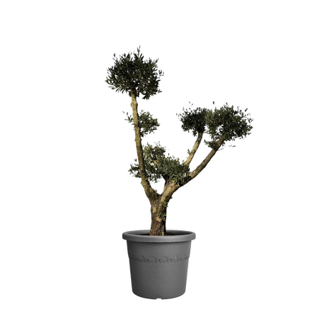 Olijfboom op stam pompom 190 cm