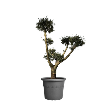 Olijfboom op stam pompom 190 cm