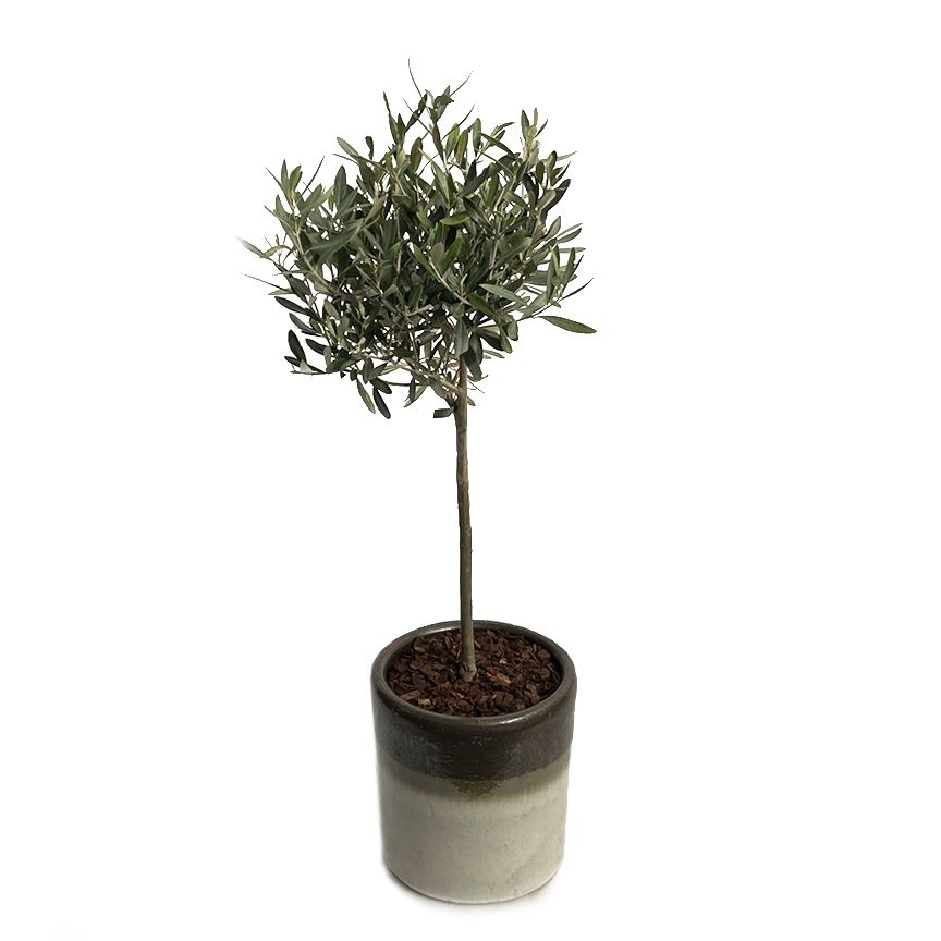 Olijfboompje in geglazuurde pot crème Tuincentrum