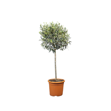 Olijfboompje op stam 95 cm