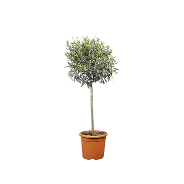 Olijfboompje op stam 95 cm