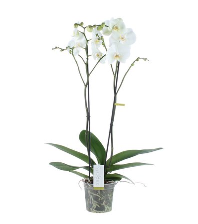 Opti-flor orchidee 'Bijoux Crystal'