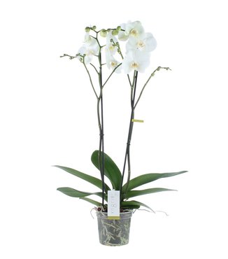 Opti-flor orchidee 'Bijoux Crystal'