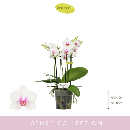 Opti-flor orchidee Boquetto Passione