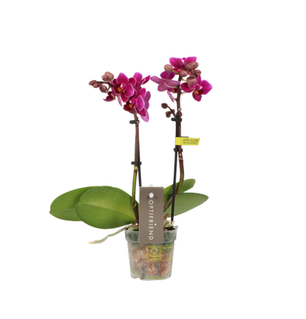 Opti-flor orchidee 'Opti-Mini-70 Emma'