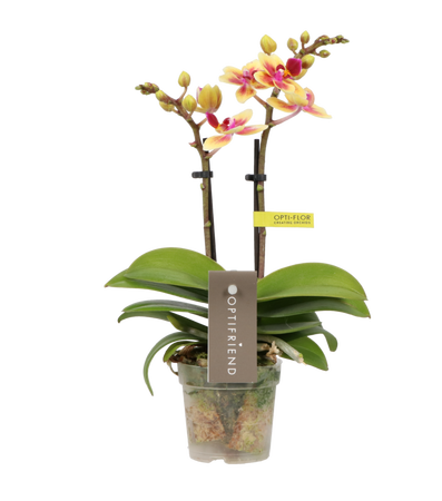 Opti-flor orchidee 'Opti-Mini-70 Tess'