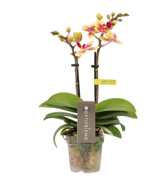 Opti-flor orchidee 'Opti-Mini-70 Tess'