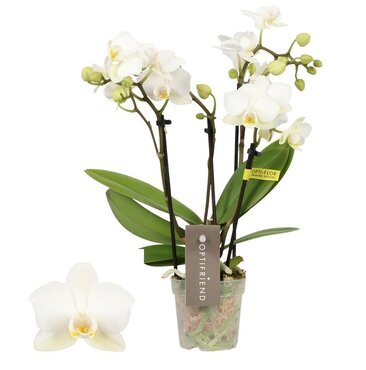 Opti-Mini orchidee Sandra