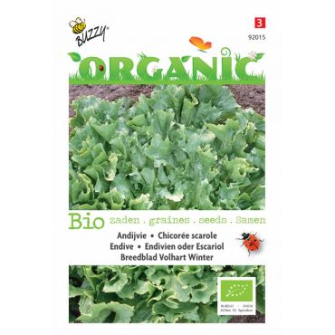 Andijvie Breedblad Volhart Winter (BIO) - afbeelding 1