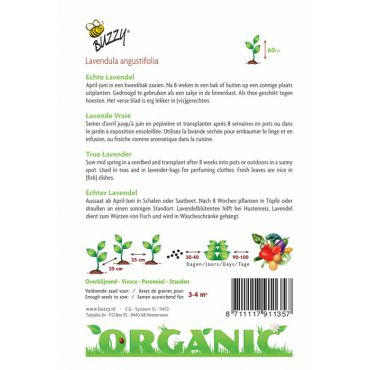 Echte Lavendel (BIO) - afbeelding 2