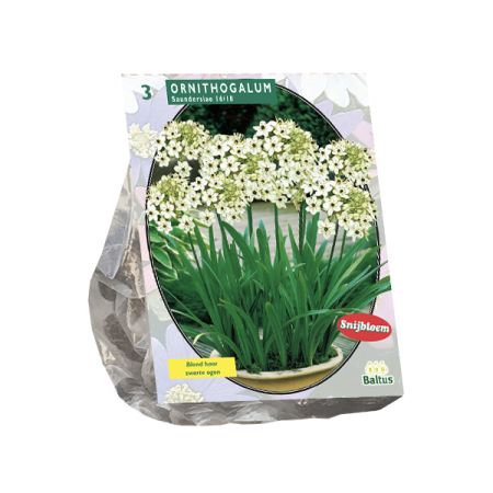 Ornithogalum saundersiae