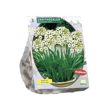 Ornithogalum saundersiae