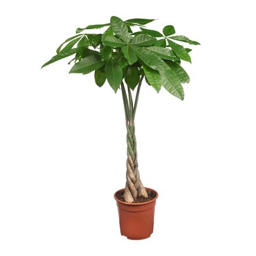 Pachira aquatica Ø24 cm