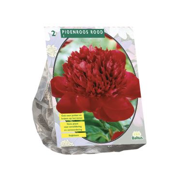 Paeonia rood 2st