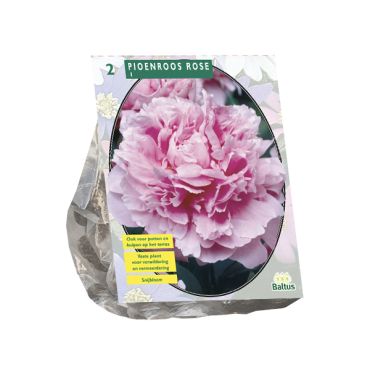 Paeonia roze 2st